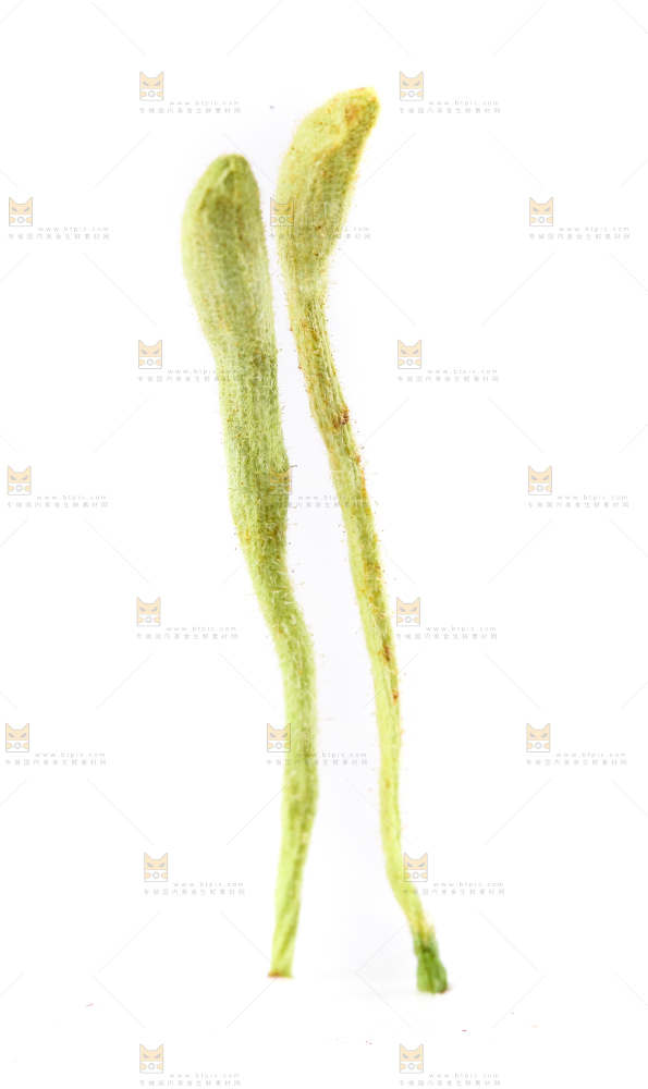 白底上的金银花