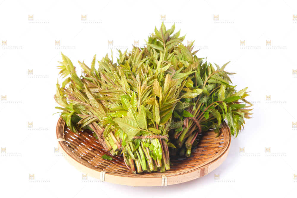 一筐香椿放在白底上