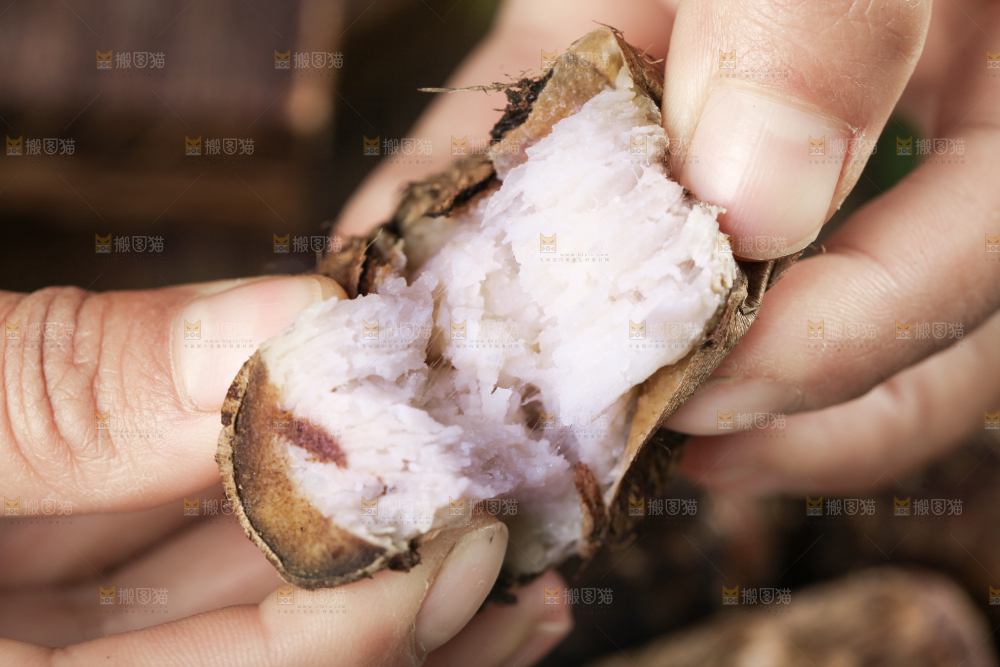 手里拿着新鲜小芋头