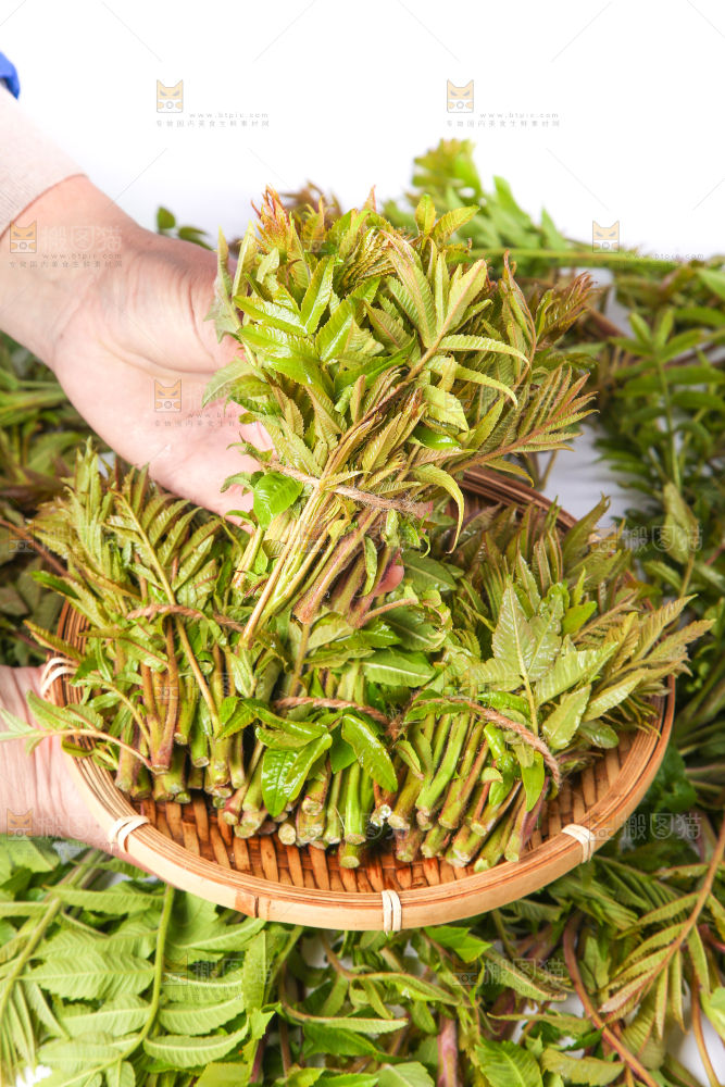 手拿香椿芽