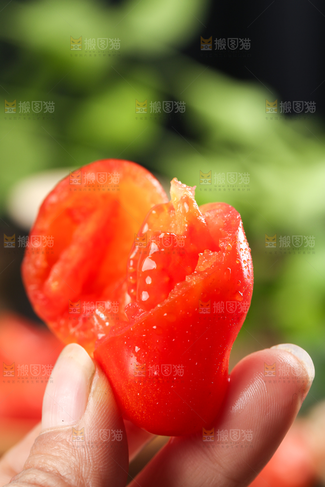 手里拿着丹东409小柿子