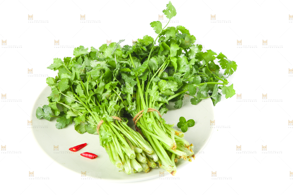 一盘新鲜香菜放在白底上
