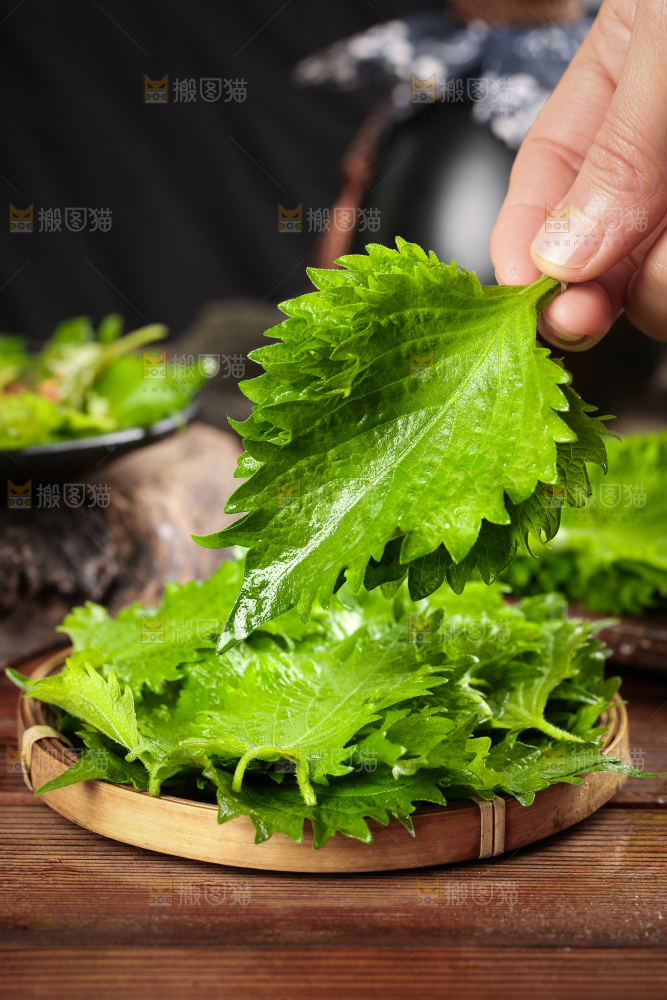 手拿紫苏叶
