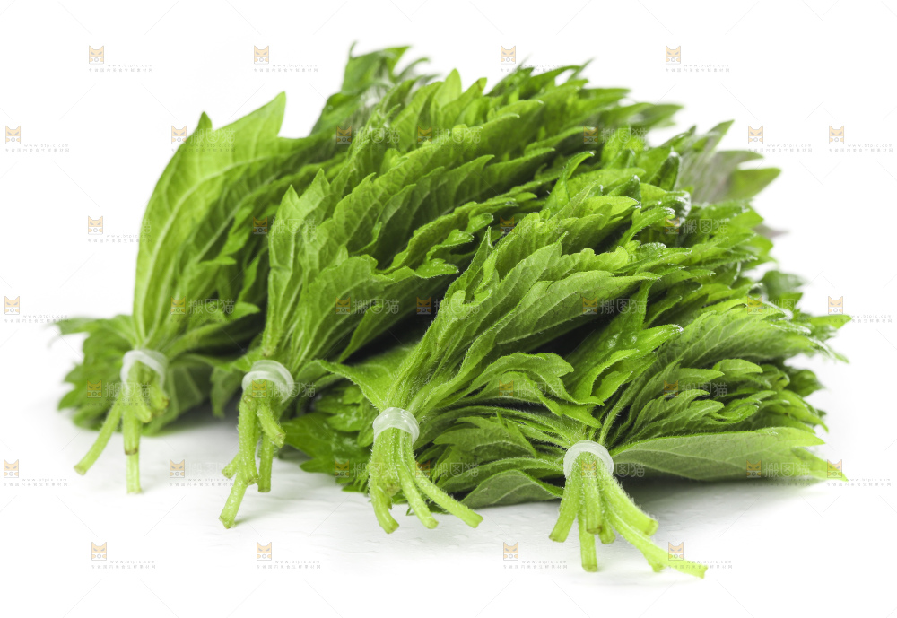 白底上的绿紫苏叶