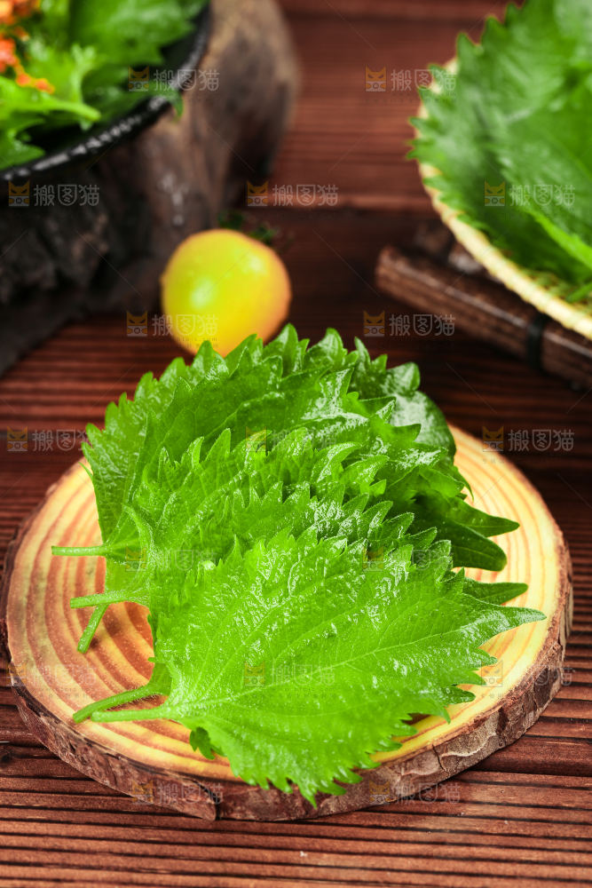 木底上的东北苏子叶