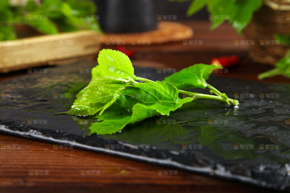 黑石板上放着新鲜桑叶