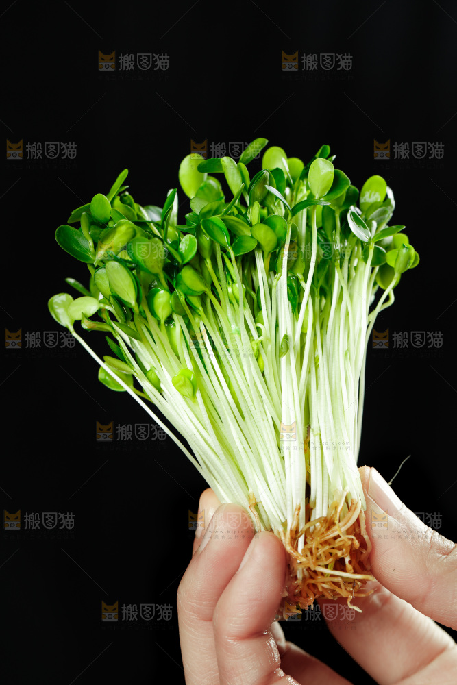 手拿香椿苗芽