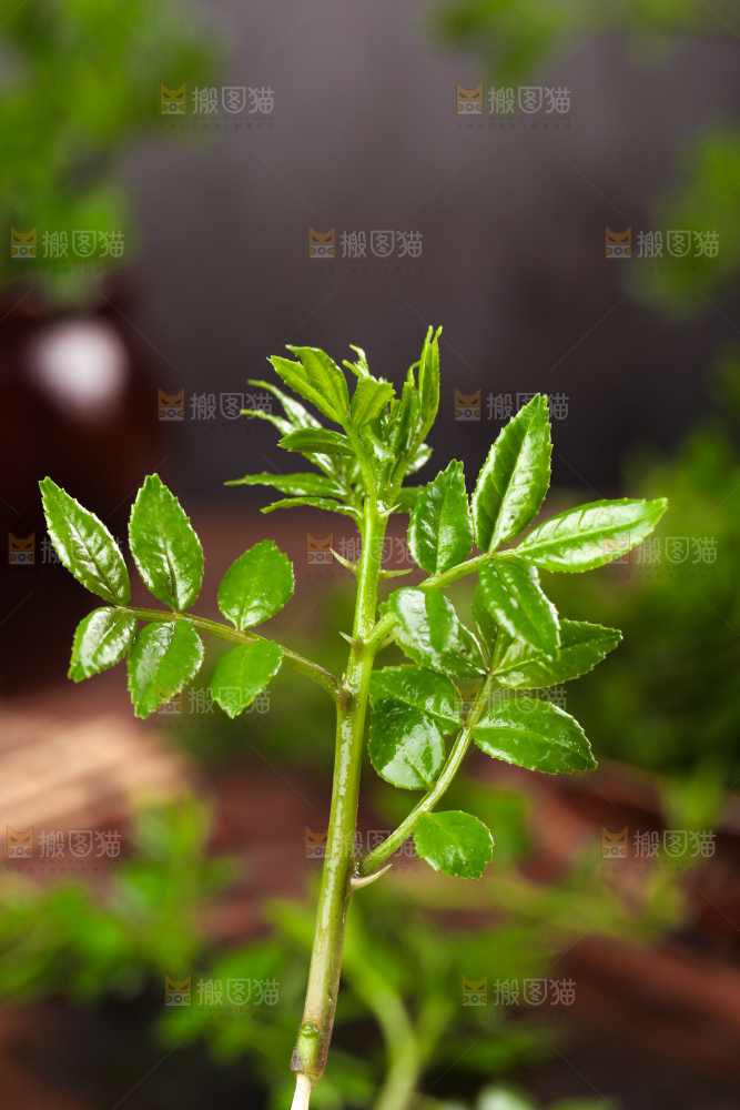 木底上放着麻香花椒芽
