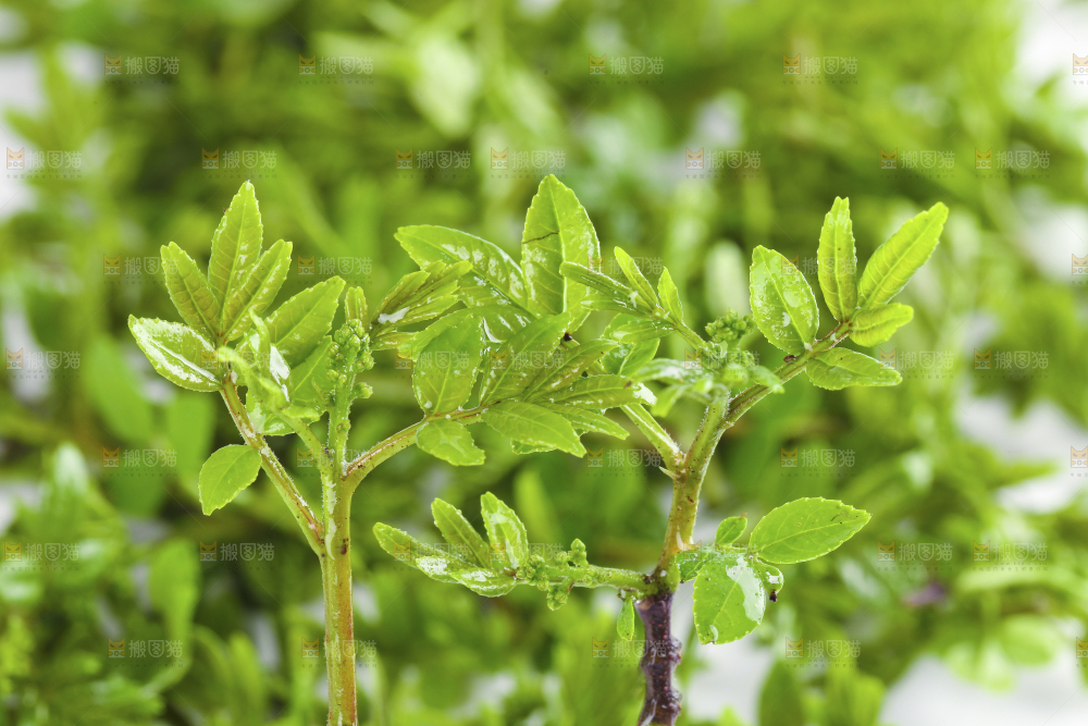 白底上的新鲜花椒芽