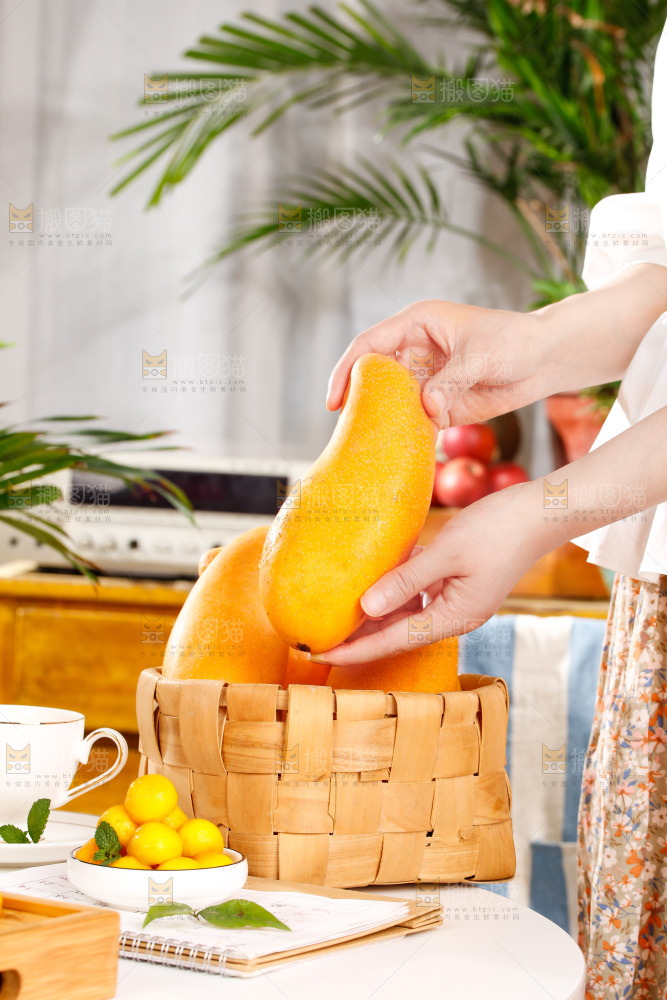 手拿新鲜金煌芒