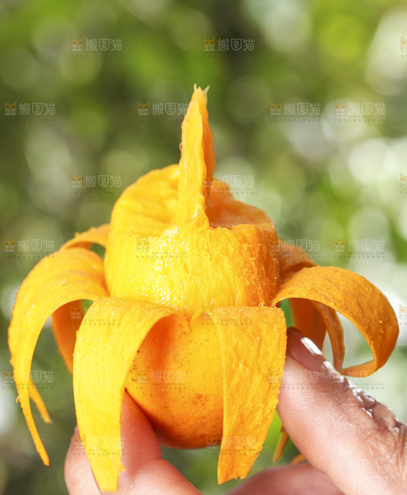 手拿剥皮的台农芒果
