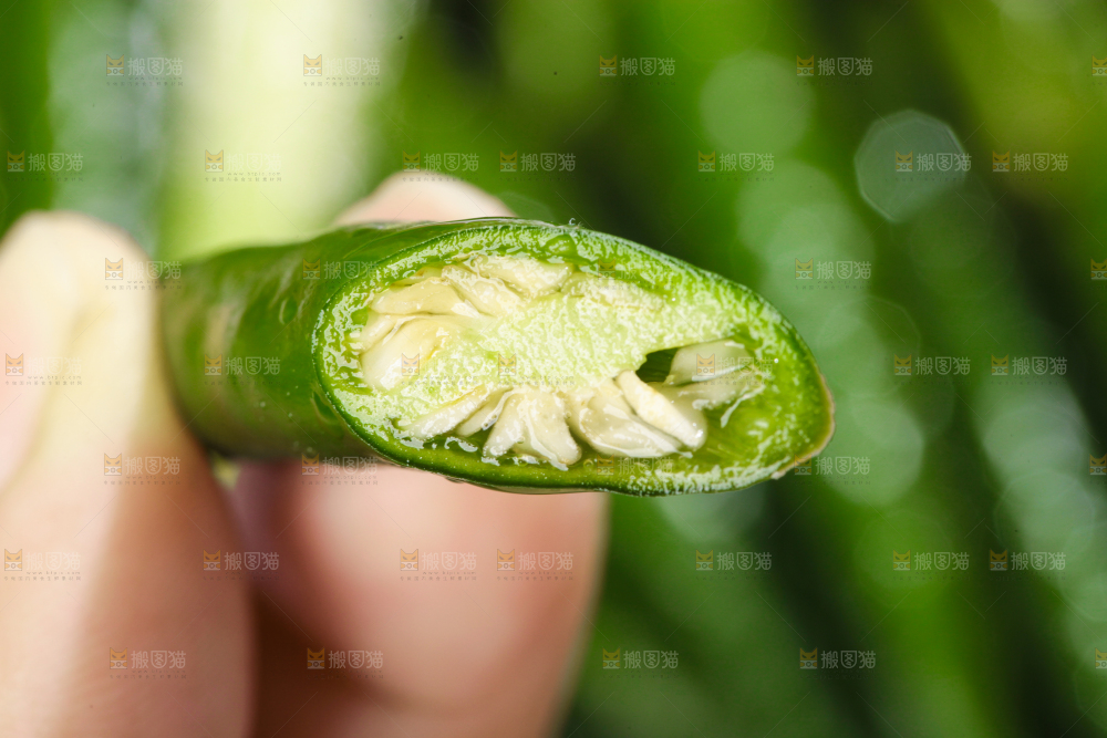 手拿切开的新鲜青辣椒