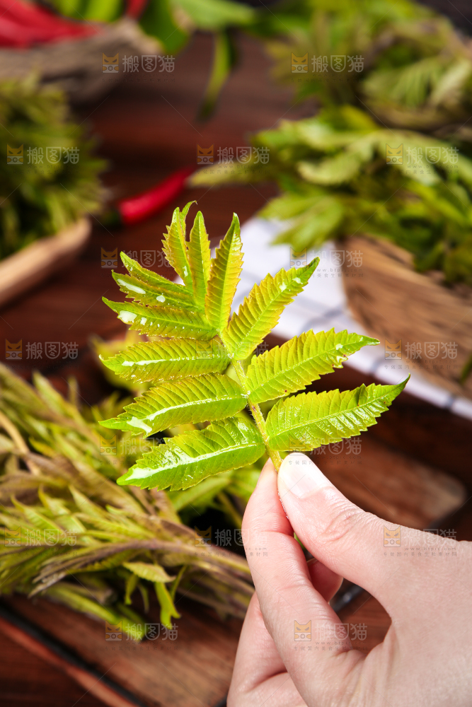 手拿香椿芽