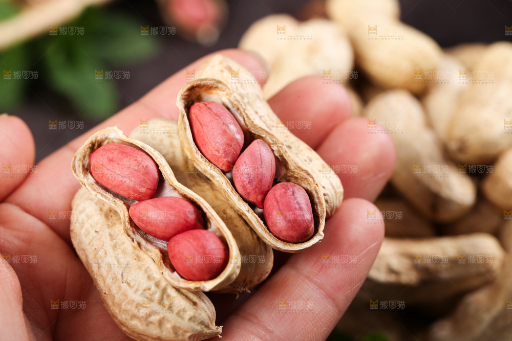 手拿新鲜红皮花生