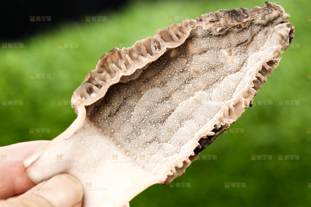 羊肚菌