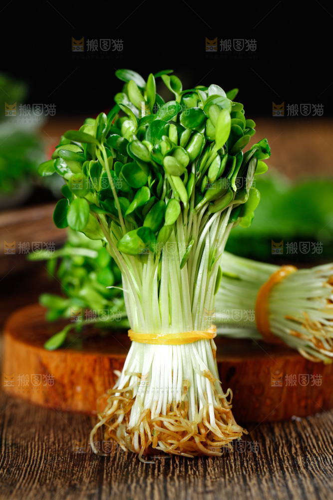 木底上的香椿苗