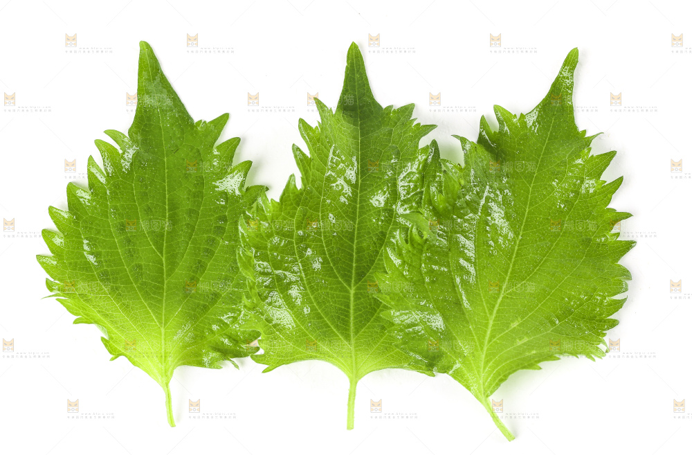 白底上的绿紫苏叶