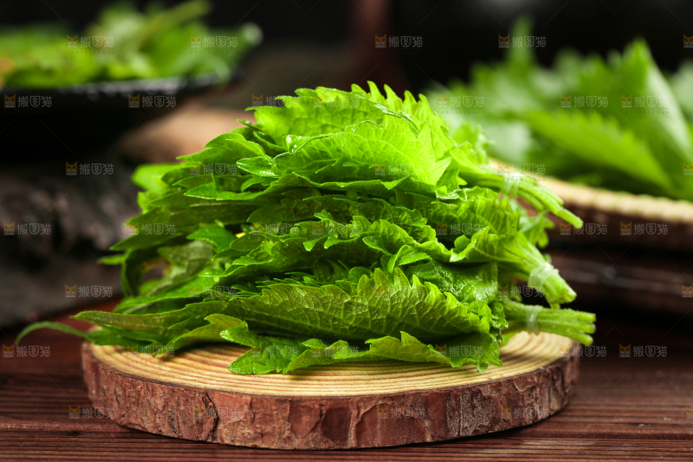 木板上的青紫苏叶