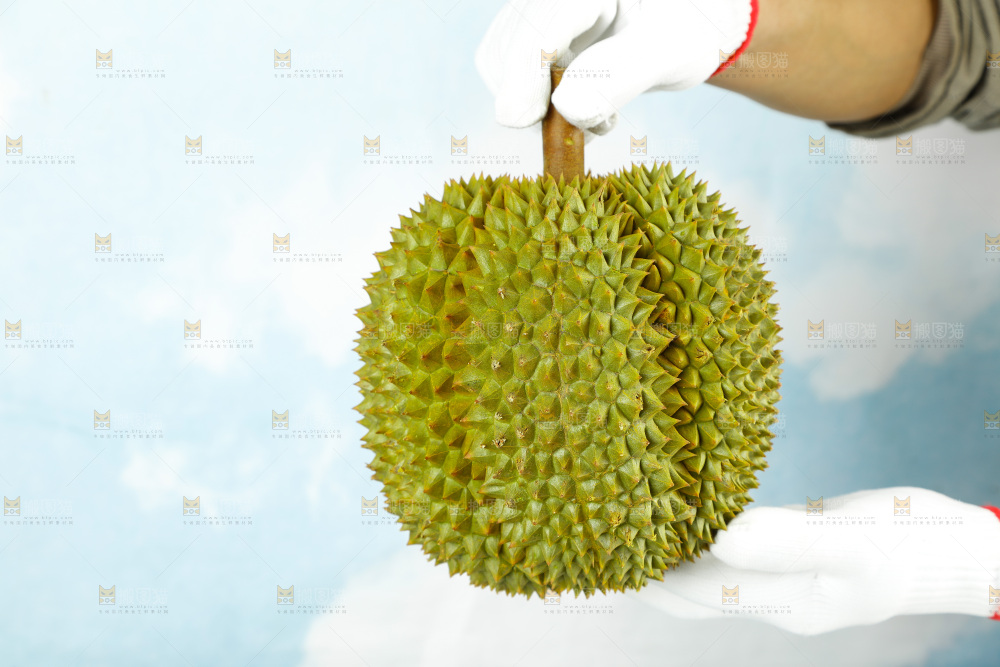 蓝底上的巴掌榴莲