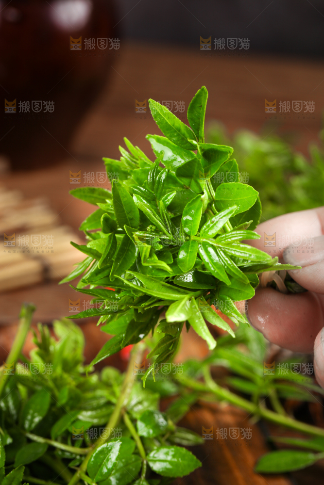 手拿新鲜花椒芽