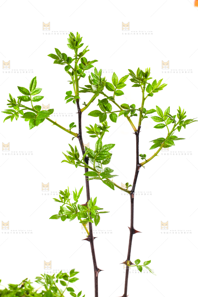 白底上的新鲜花椒芽
