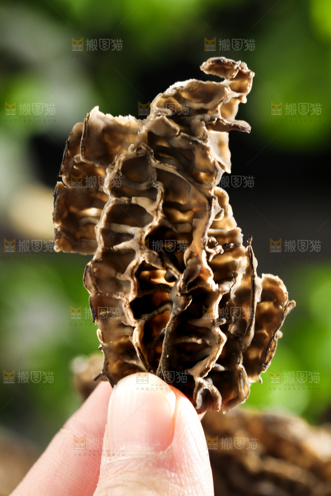 手拿着羊蘑菇