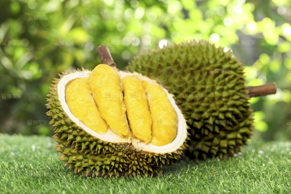 草地上摆放着甲仑榴莲