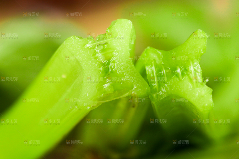 深底上的新鲜小香芹