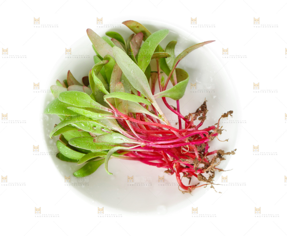 一碗芽苗菜放在白底上