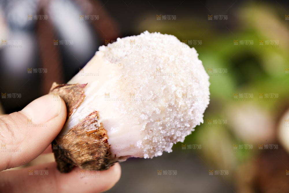 手里拿着新鲜小芋头