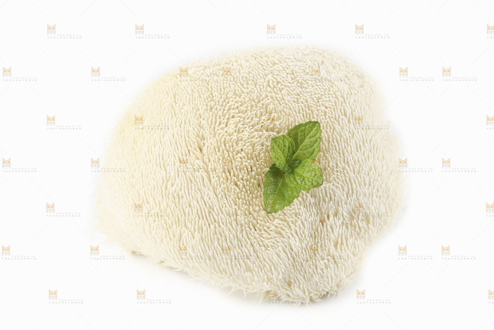 白底上的长白山猴头菇