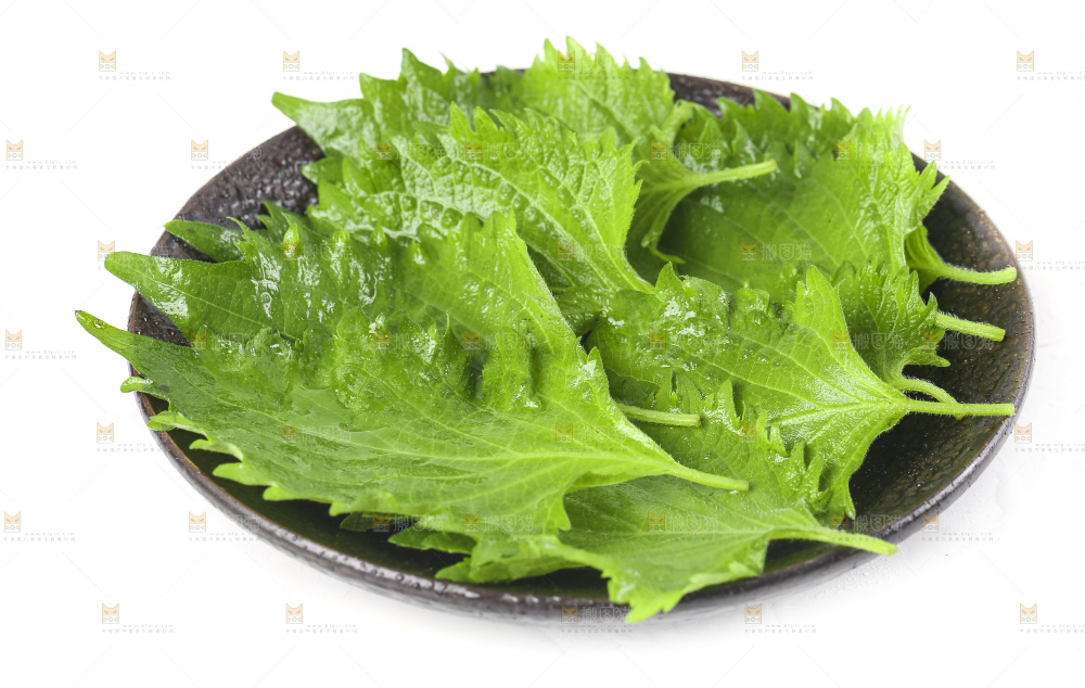 一盘东北苏子叶放在白底上