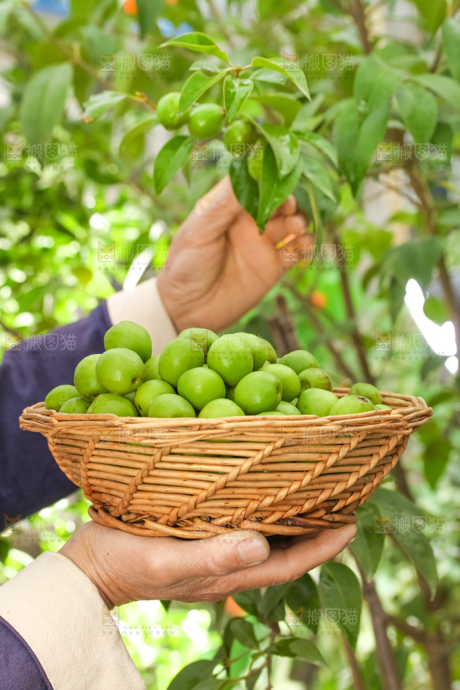 手拿新鲜青梅果