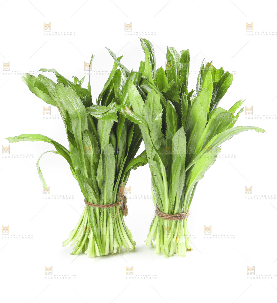 白底上的云南新鲜大香菜