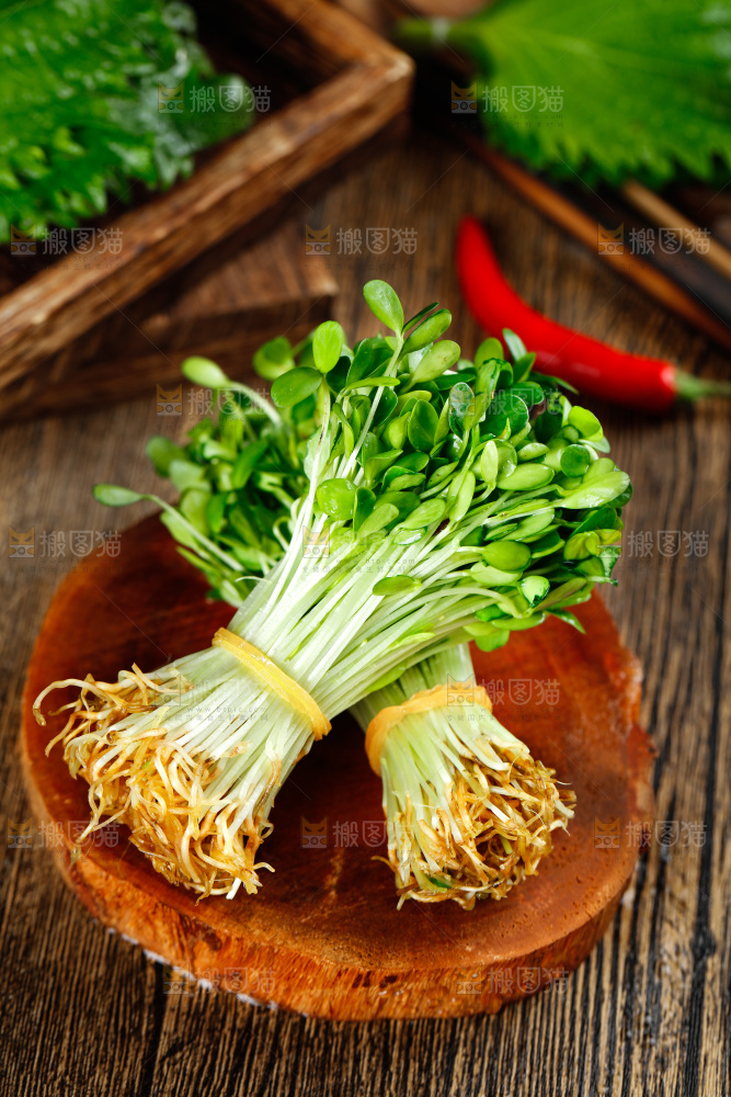 木底上的香椿苗