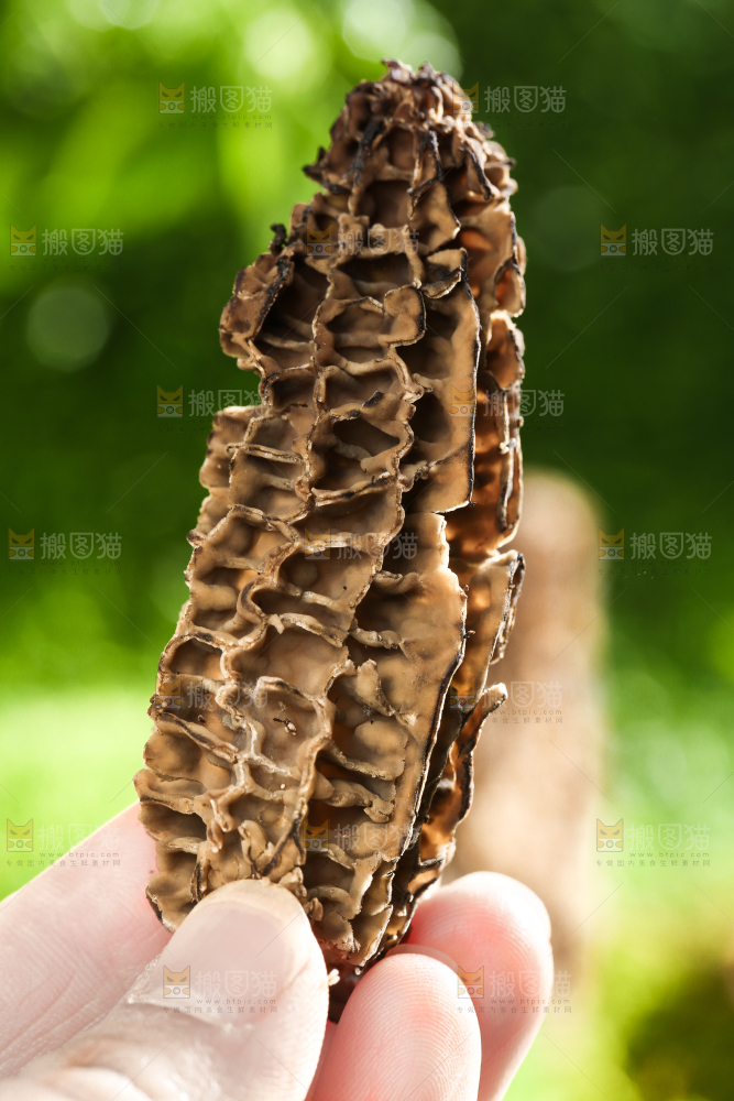 手拿羊肚菌