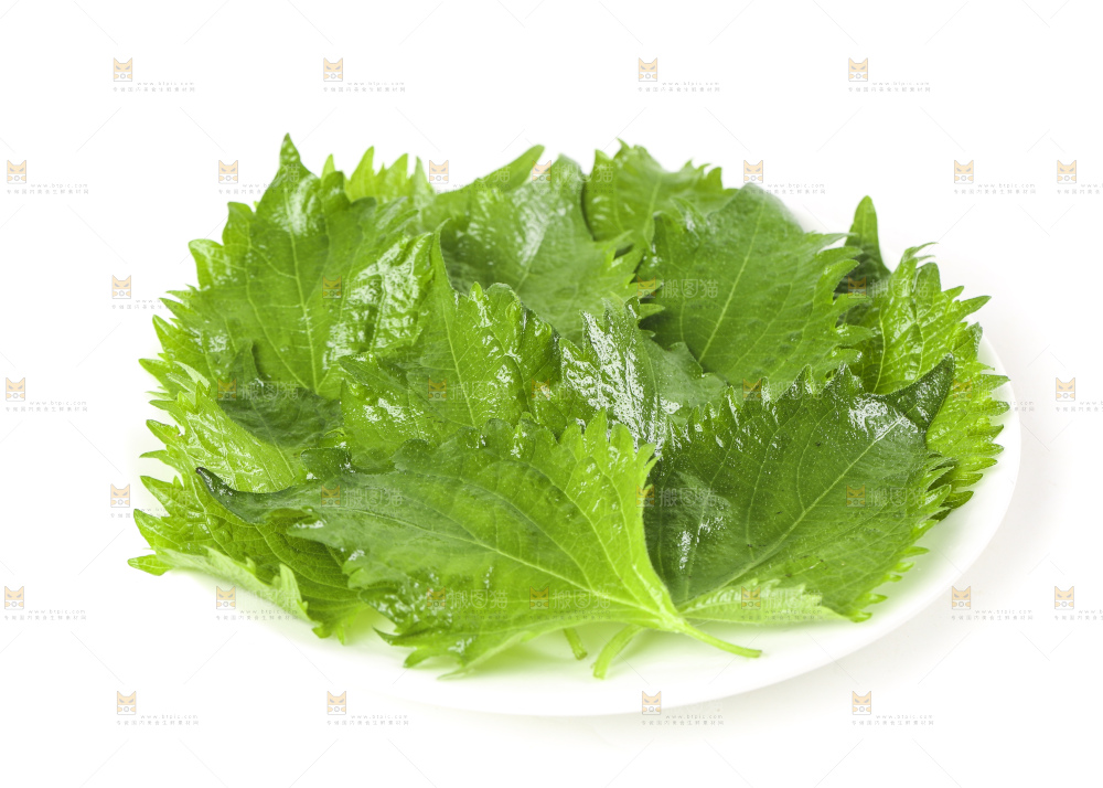 一盘东北苏子叶放在白底上
