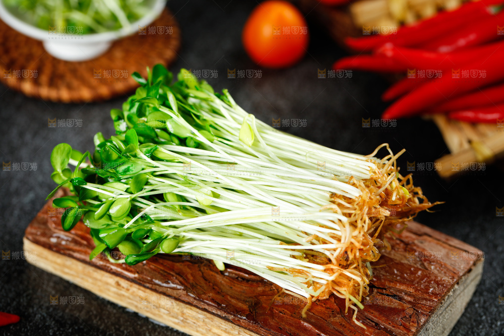 深底上的香椿苗芽