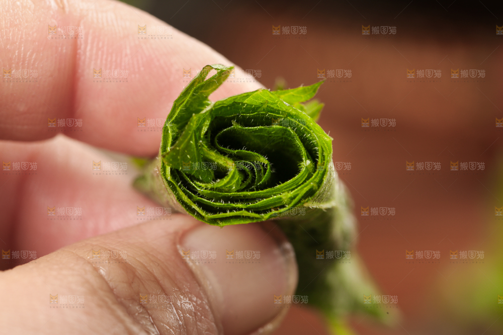 手拿紫苏叶