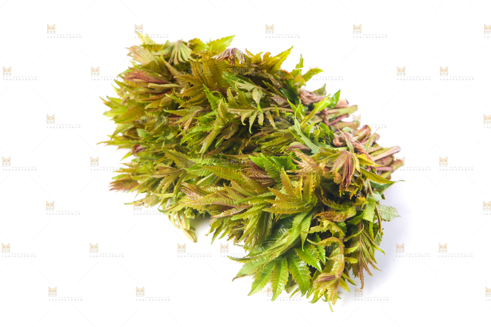 白底上放着野生香椿芽