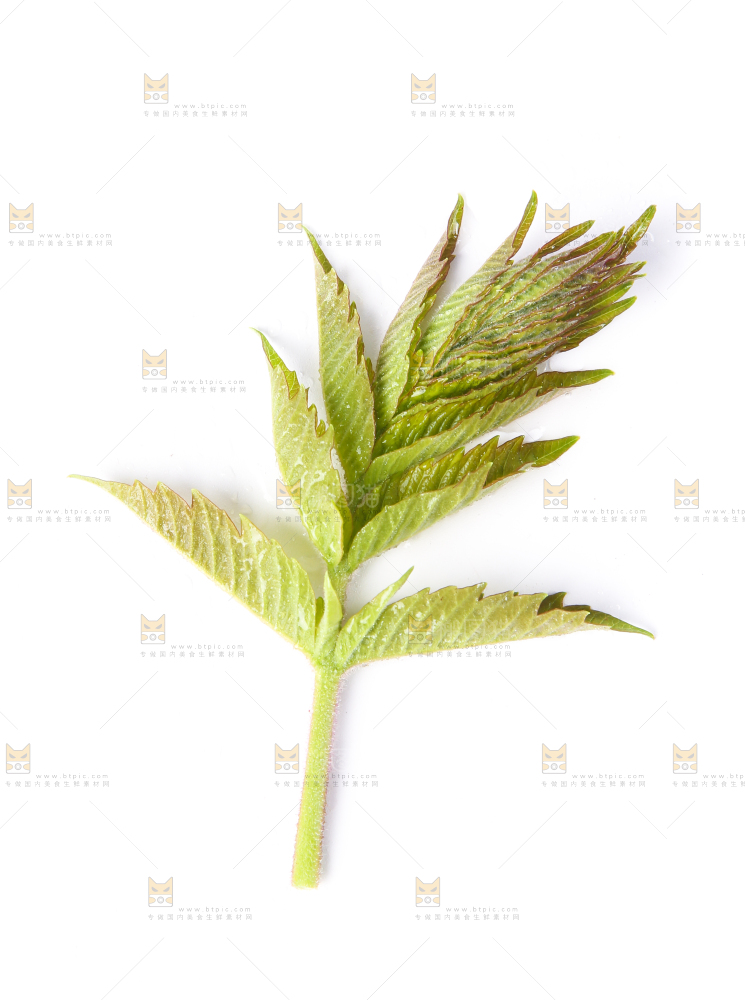 白底上放着新鲜香椿芽