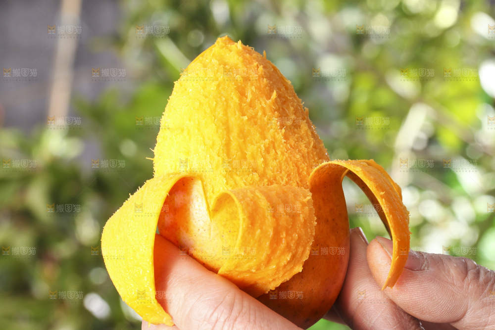手拿剥皮的小台农芒