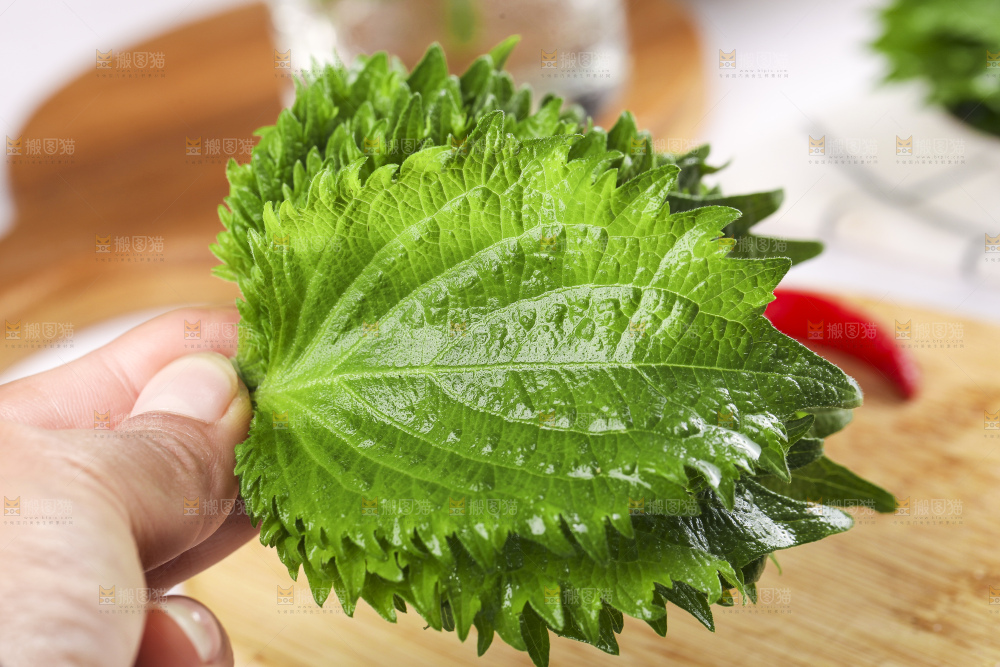 手拿紫苏叶