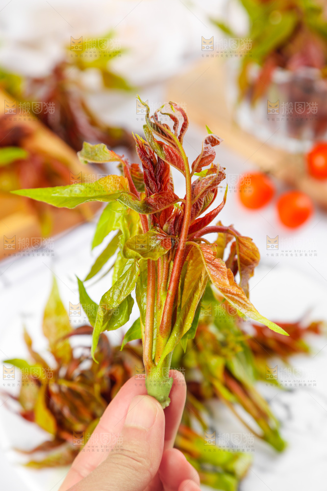 手拿香椿芽