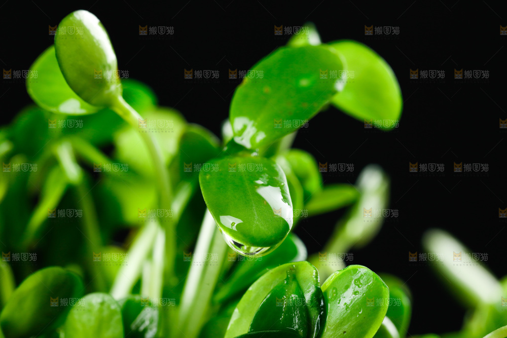 深底上的芽苗