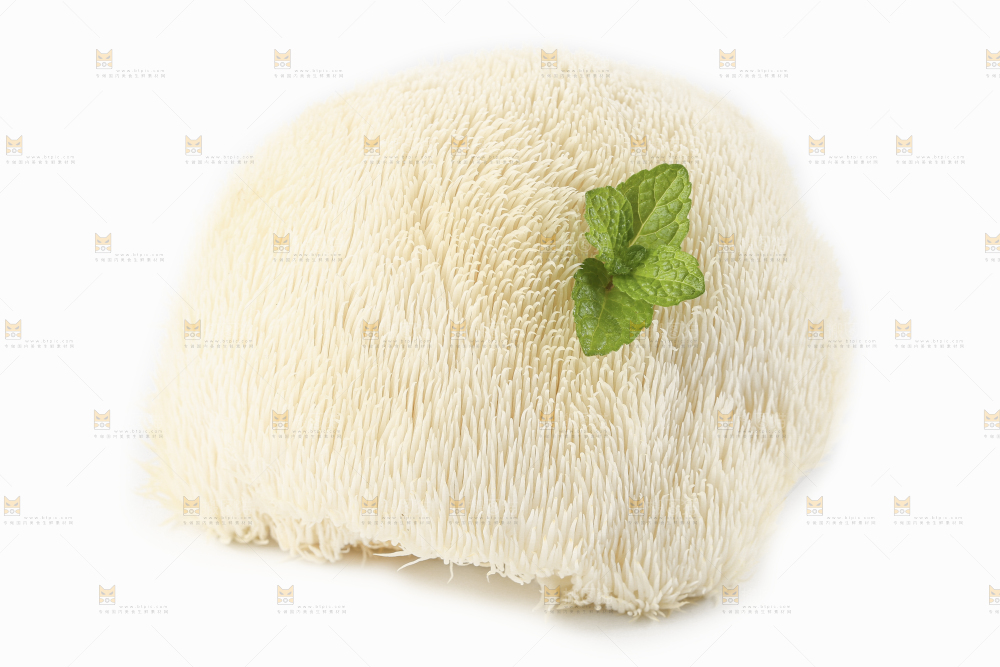 白底上的长白山猴头菇
