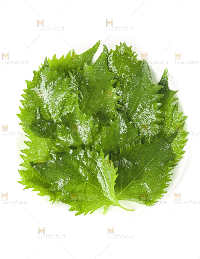 一盘东北苏子叶放在白底上