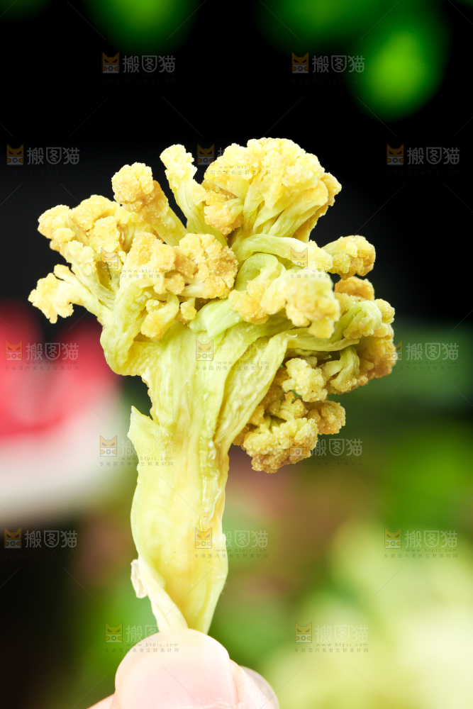 手拿干花菜