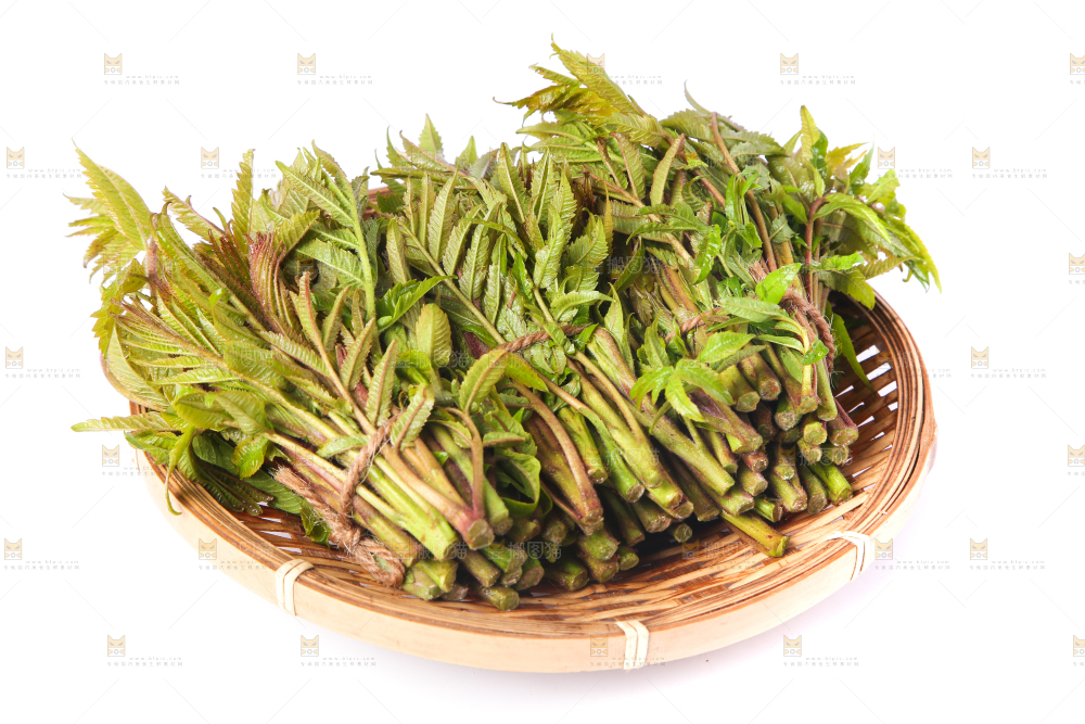 一筐山东香椿放在白底上