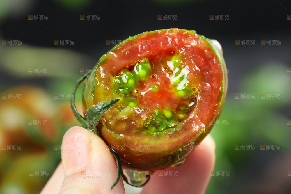 手拿切开的迷彩圣女果
